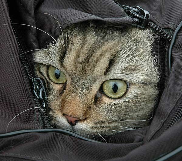 Кот 1.jpg