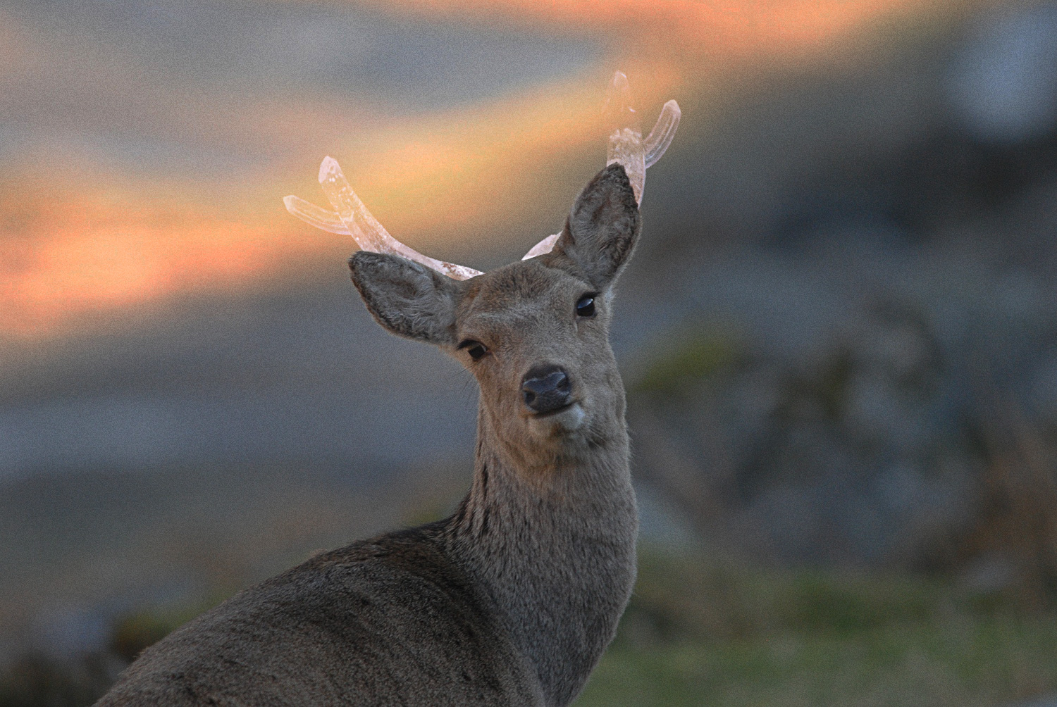 suishoudeer.jpg