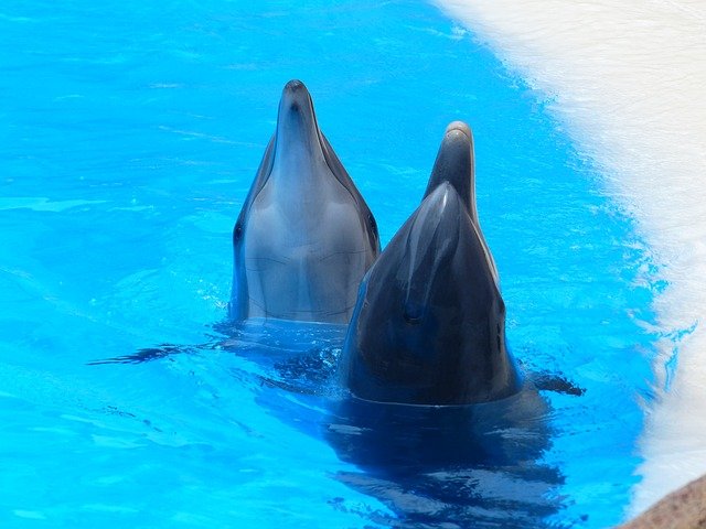 bottlenose-dolphins.jpg