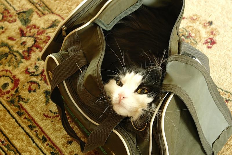 Кот 6.JPG