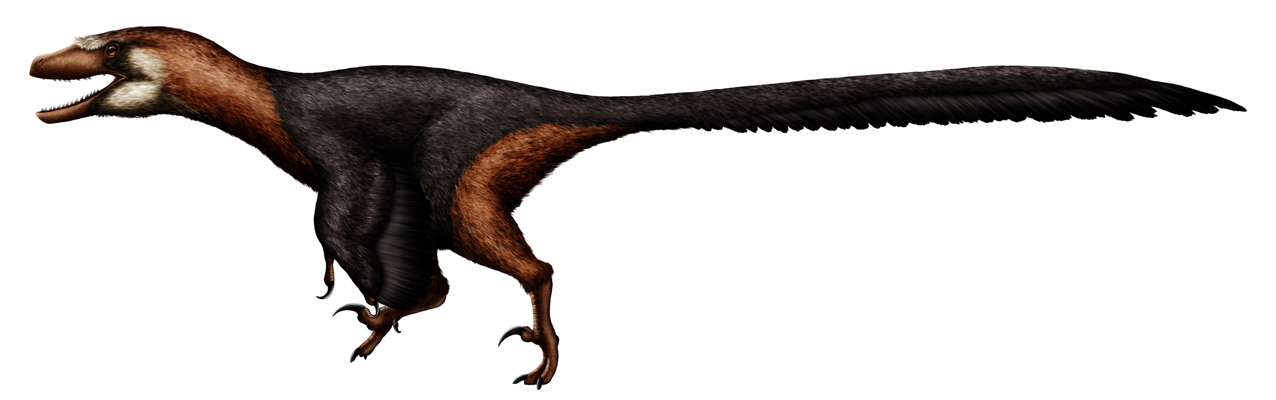 20210115193504!Achillobator_reconstruction.png