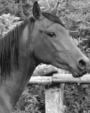 makuwa_horse.png