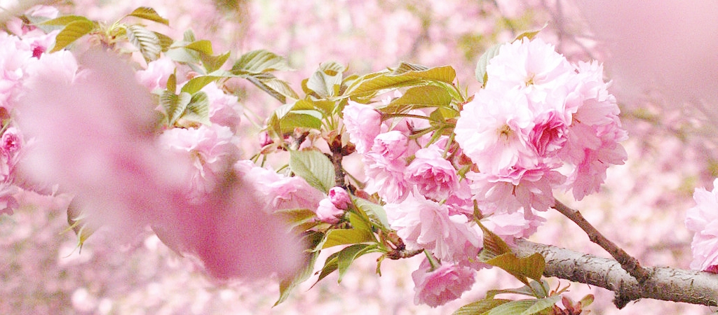 花开花落