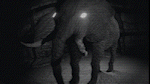 Comp_1_1.gif