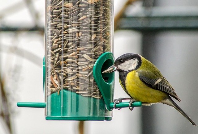 tit-3980022_640.jpg
