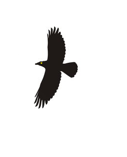 fly6.png
