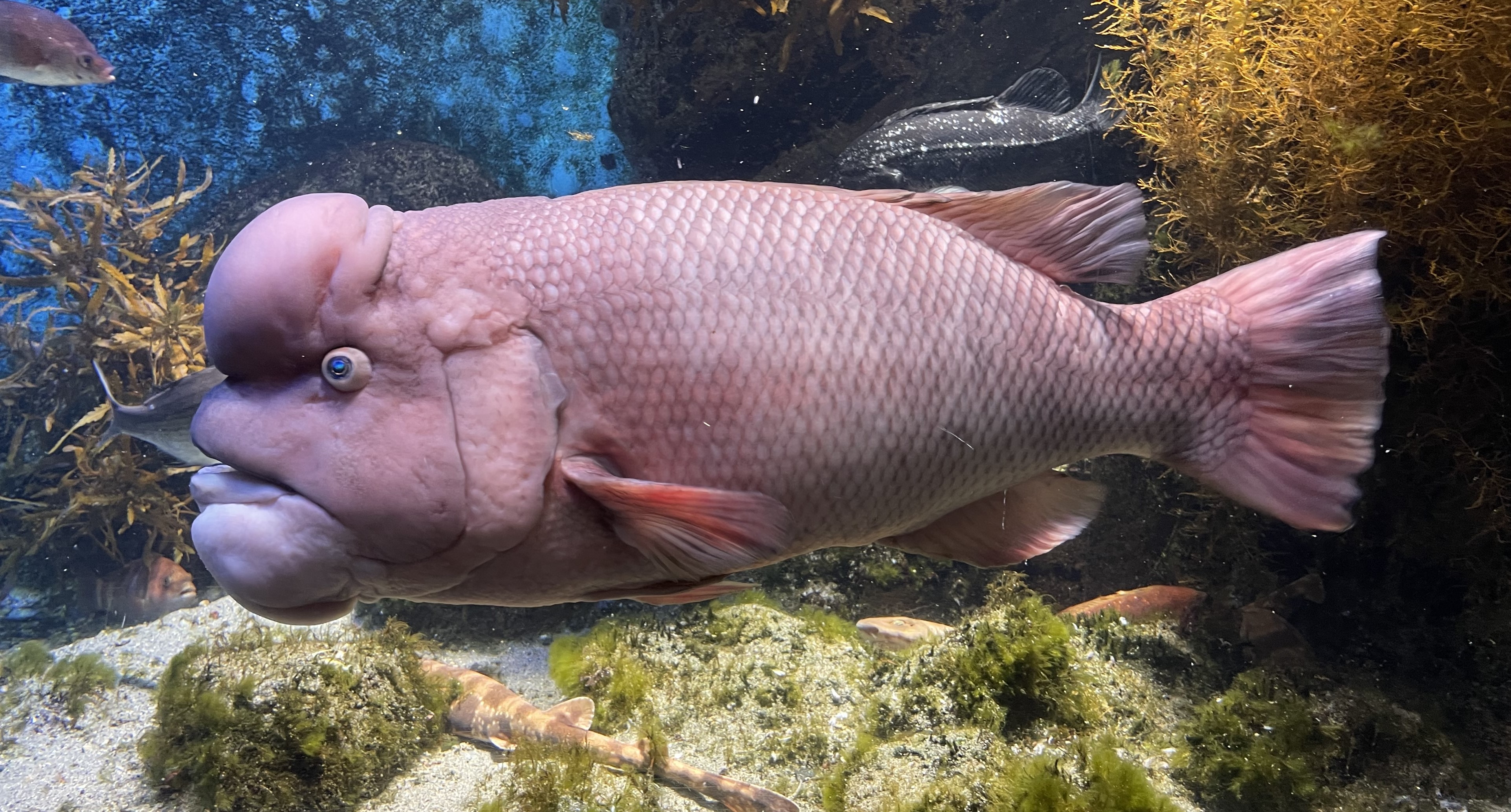 fish6.jpg