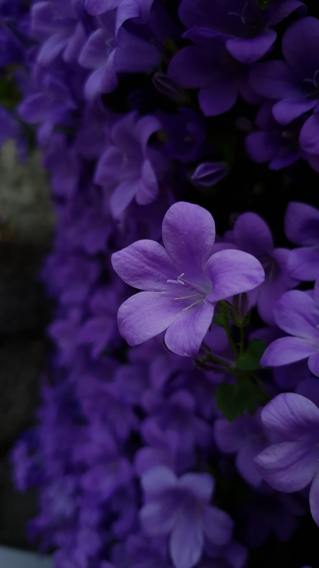 violet.jpg