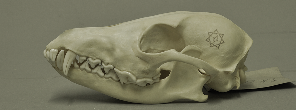 Skull_of_Babalon.png