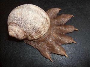 scp-075.jpg
