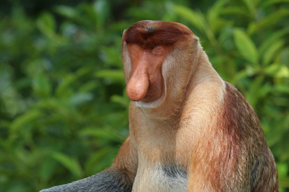 monkey-new.jpg