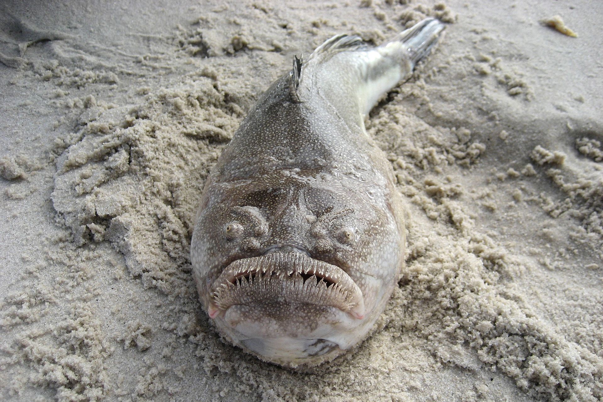 fish2.jpg