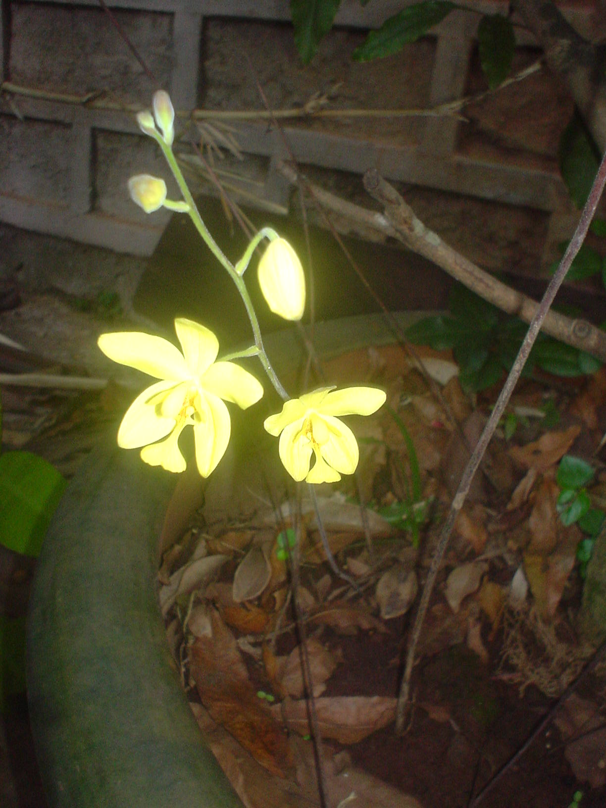 flower.jpg