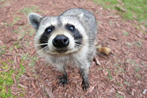 bandit.png