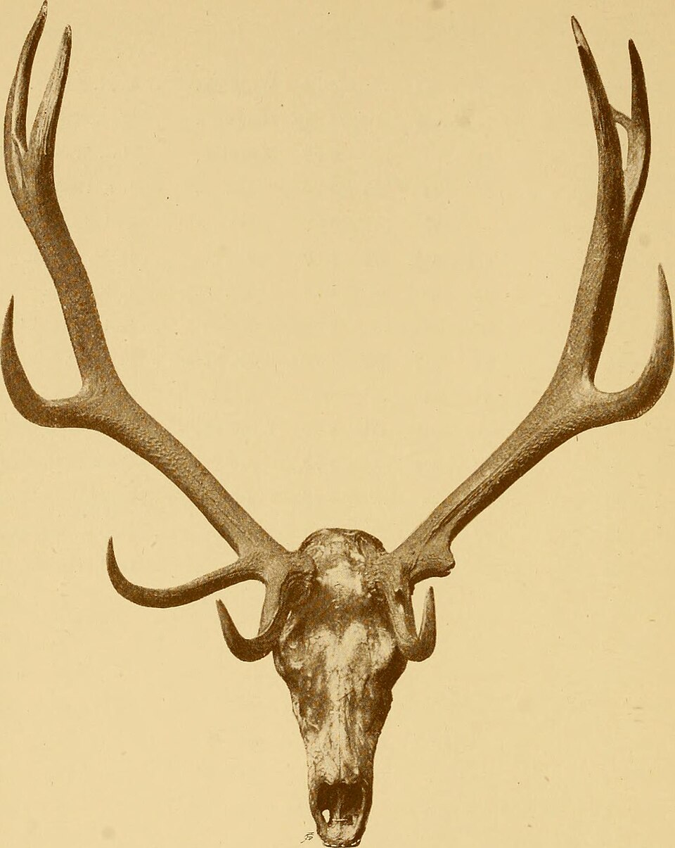 skull.jpg