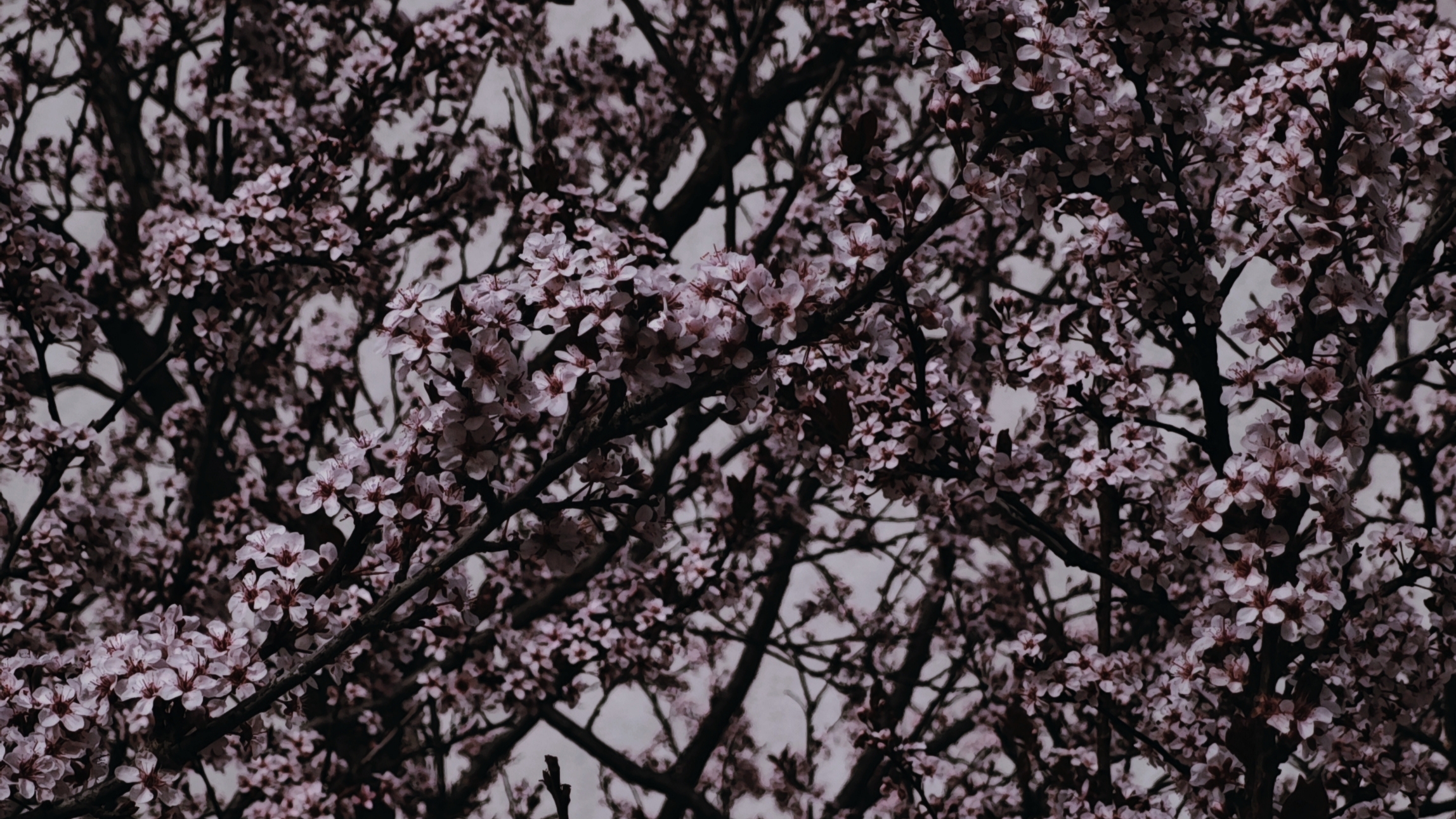 繁花4.jpg