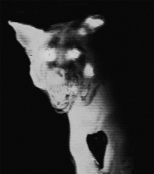 Night-vision.png