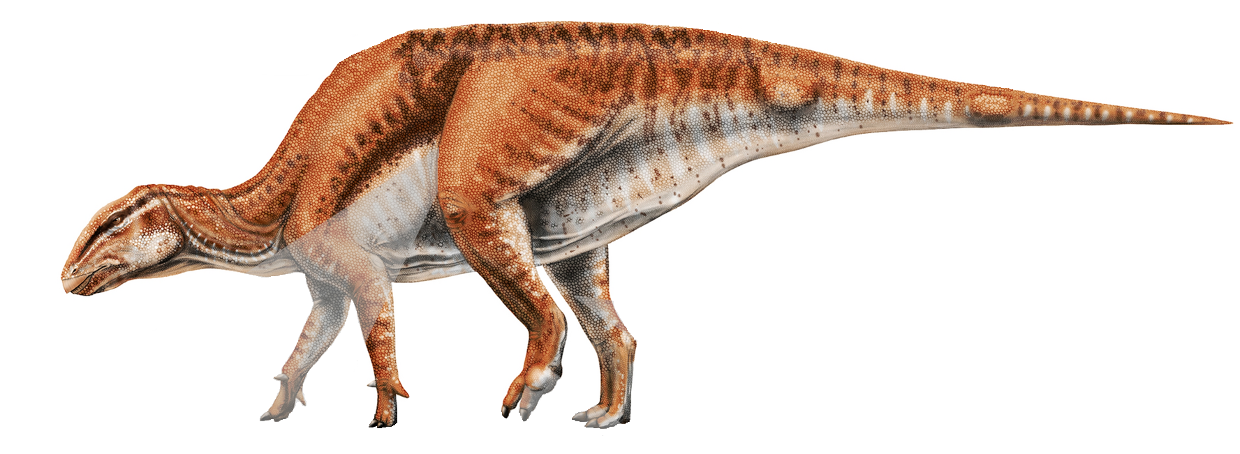 Gobihadros_ZPAL_MgD-III_3_life_reconstruction.png