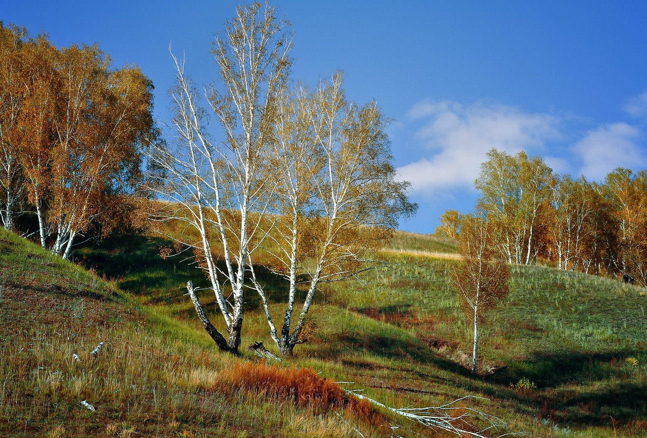 nature-924189_1280.jpg