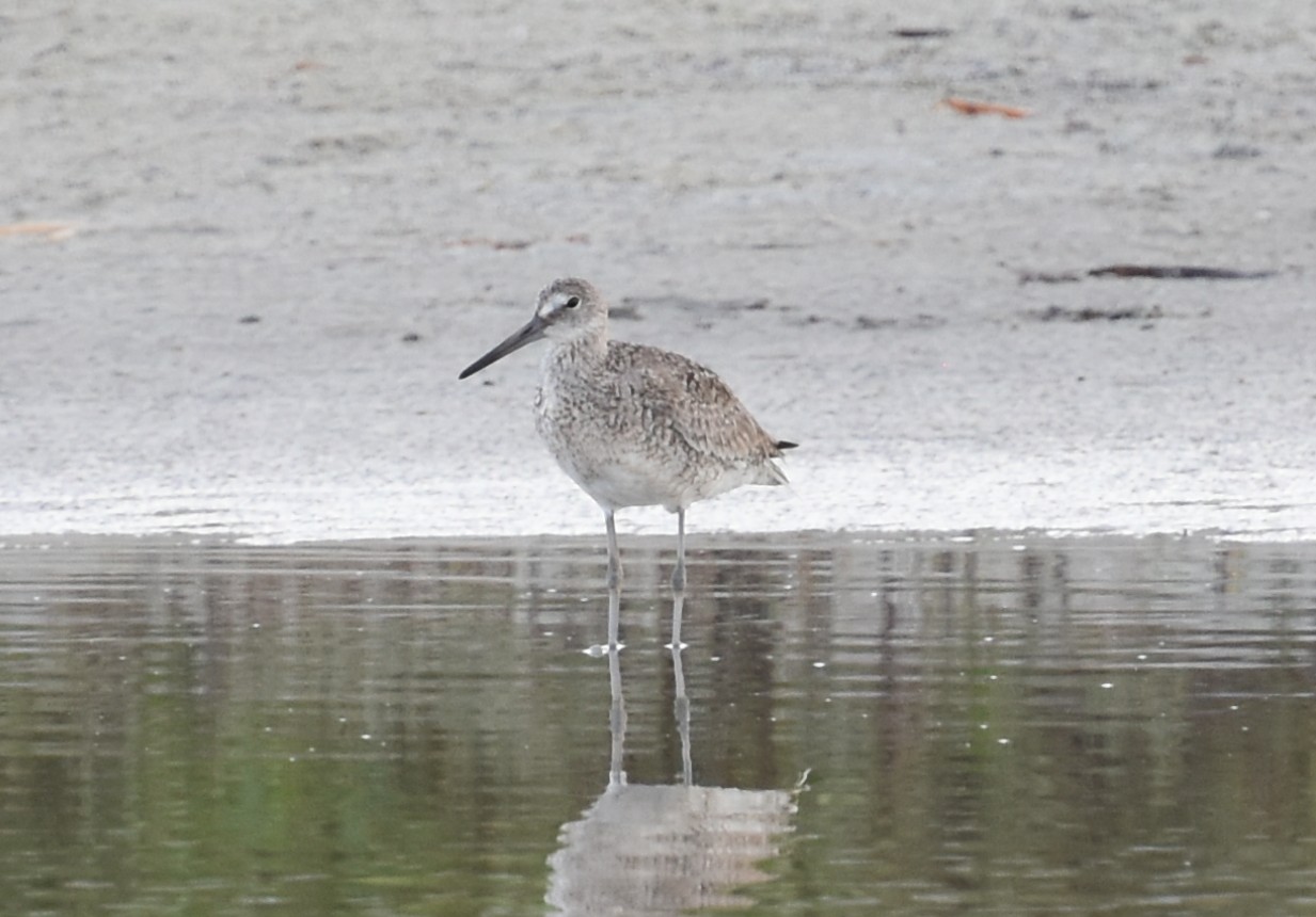Willet,EasternBreedingAdult,Water.JPG