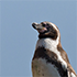 grape-kun.png
