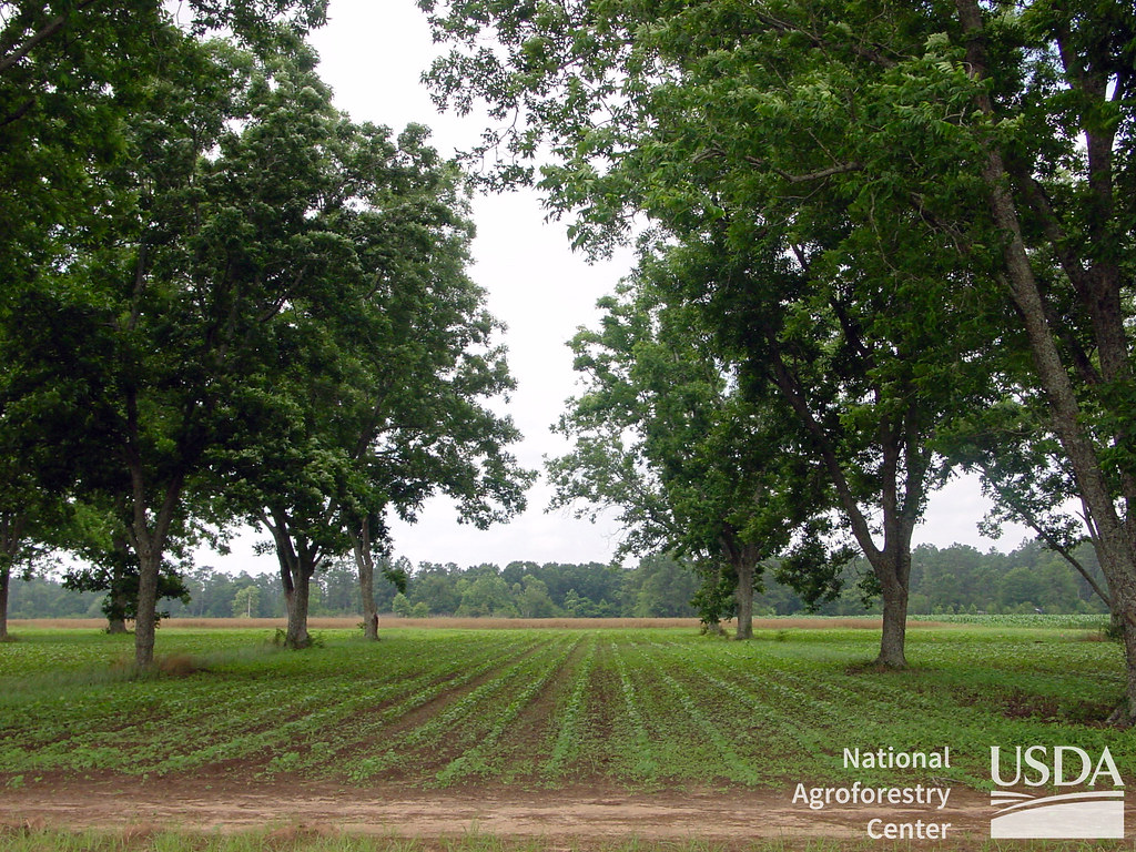 A field of cotton crops with pecan trees planted in rows along it. The picture is attributed to the National Agroforestry Center.