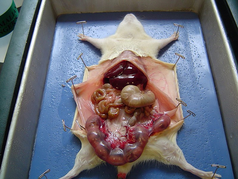 800px-Cut_rat_2.jpg
