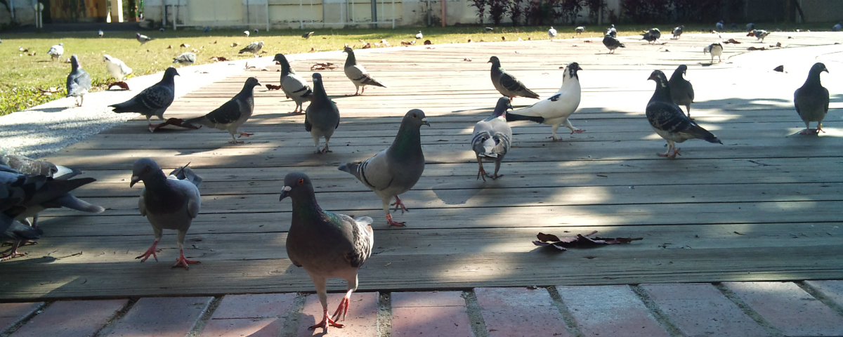 pigeon-protection.jpg