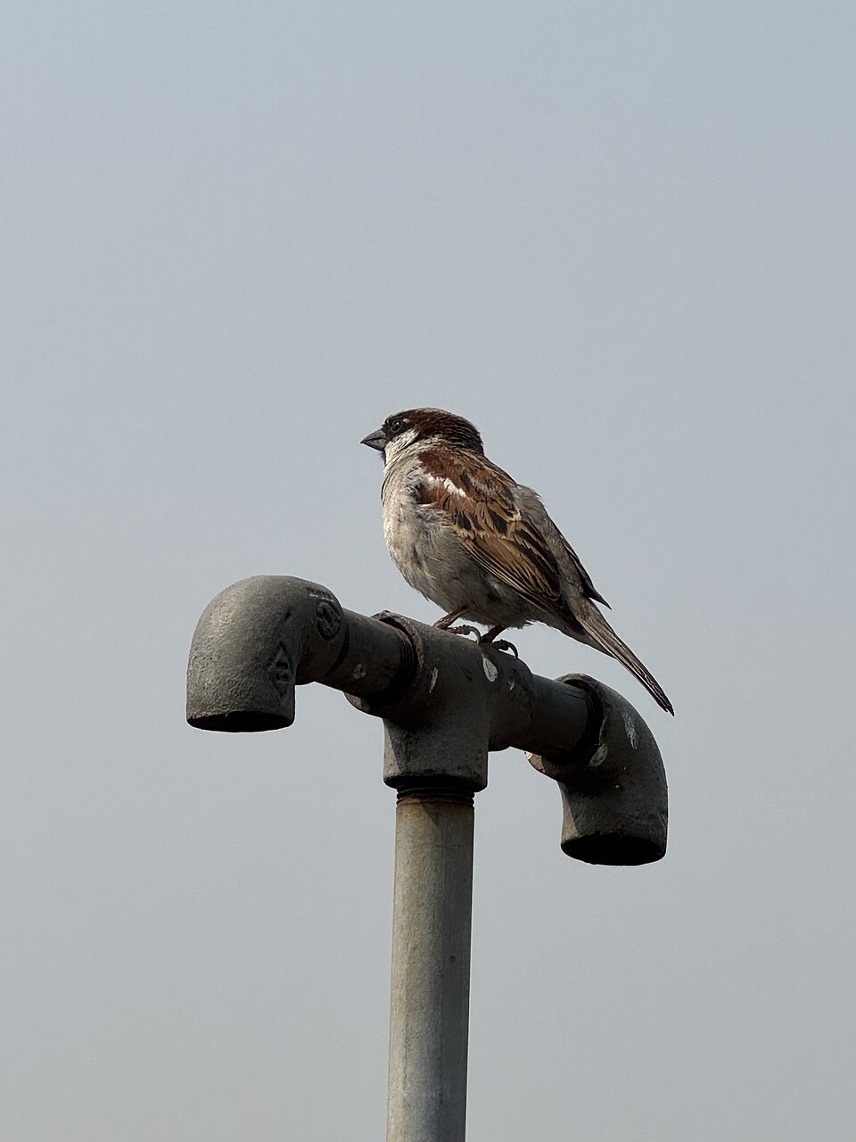 bird.jpeg