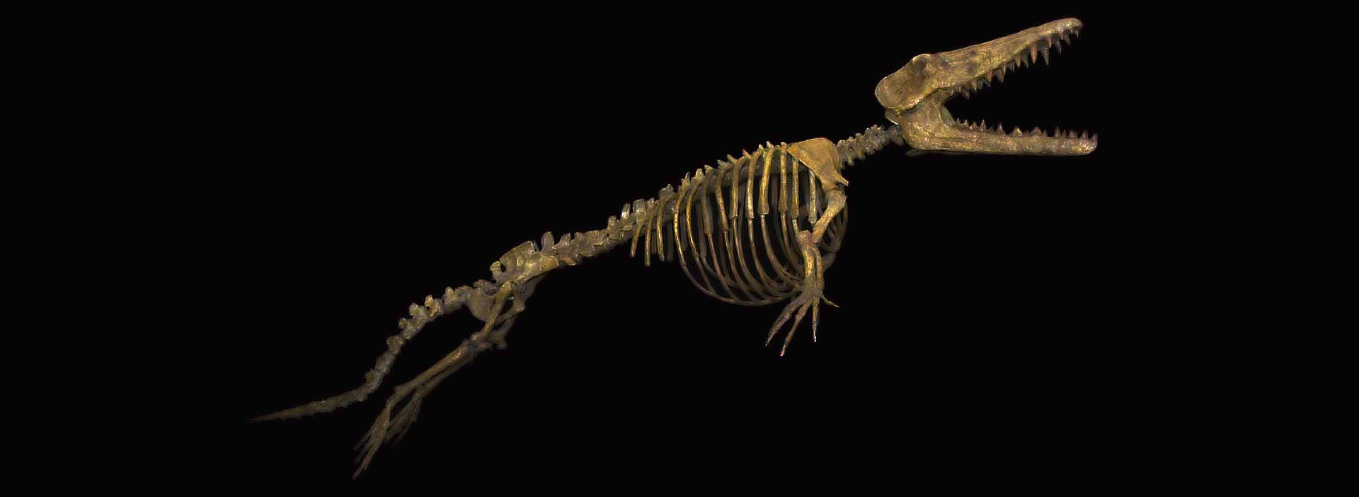 ambulocetus.png
