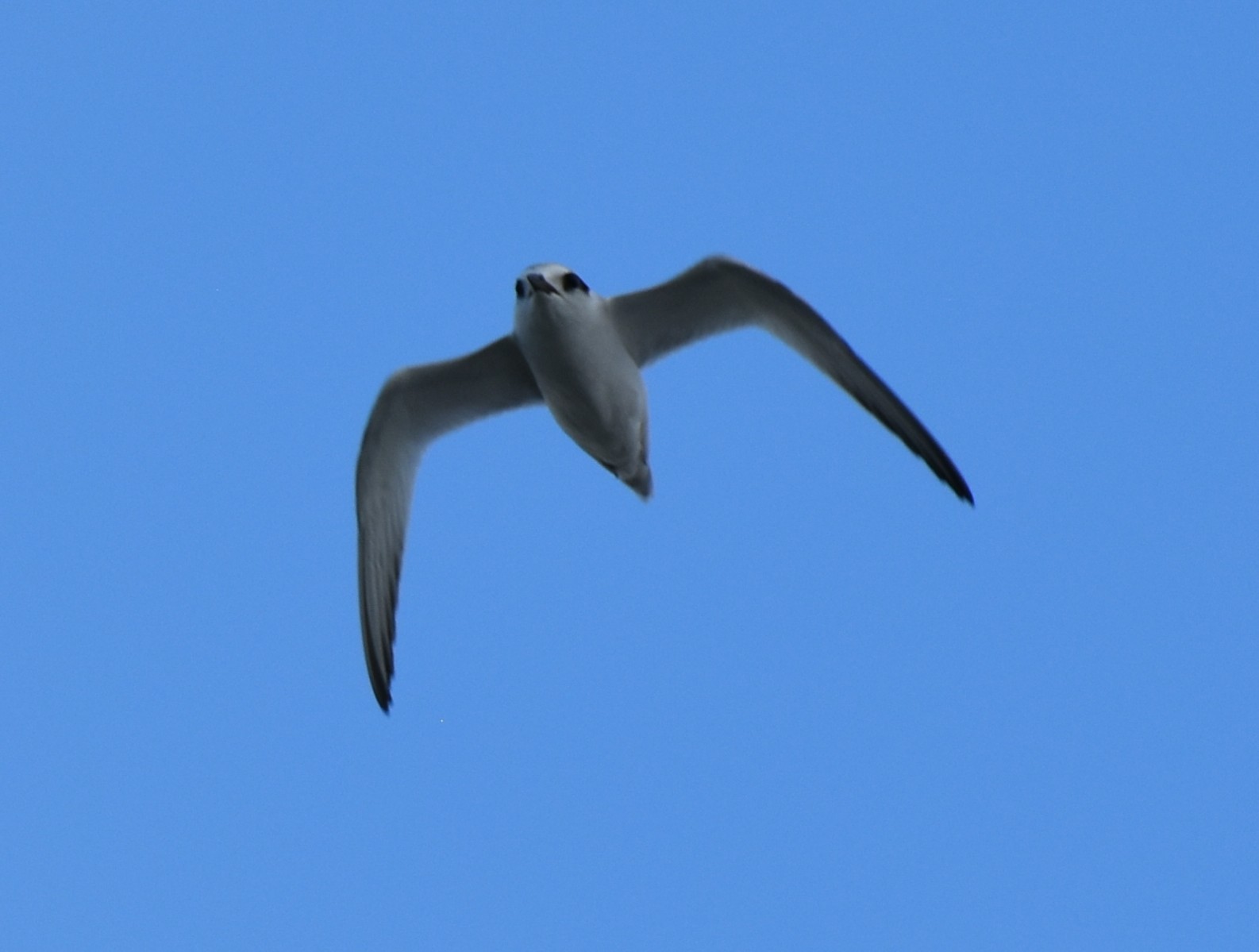 BlackTern,NonbreedingAdult.JPG