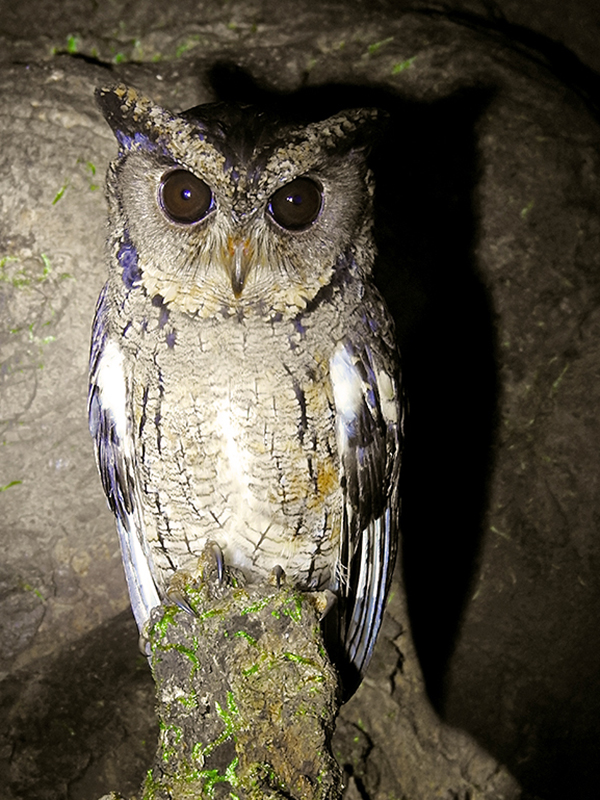Indian_Scops_Owl_(Otus_bakkamoena)_by_Shantanu_Kuveskar.jpg