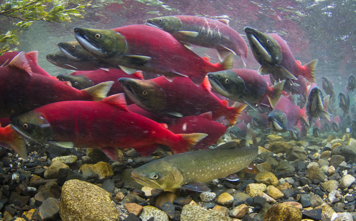 fish.jpg