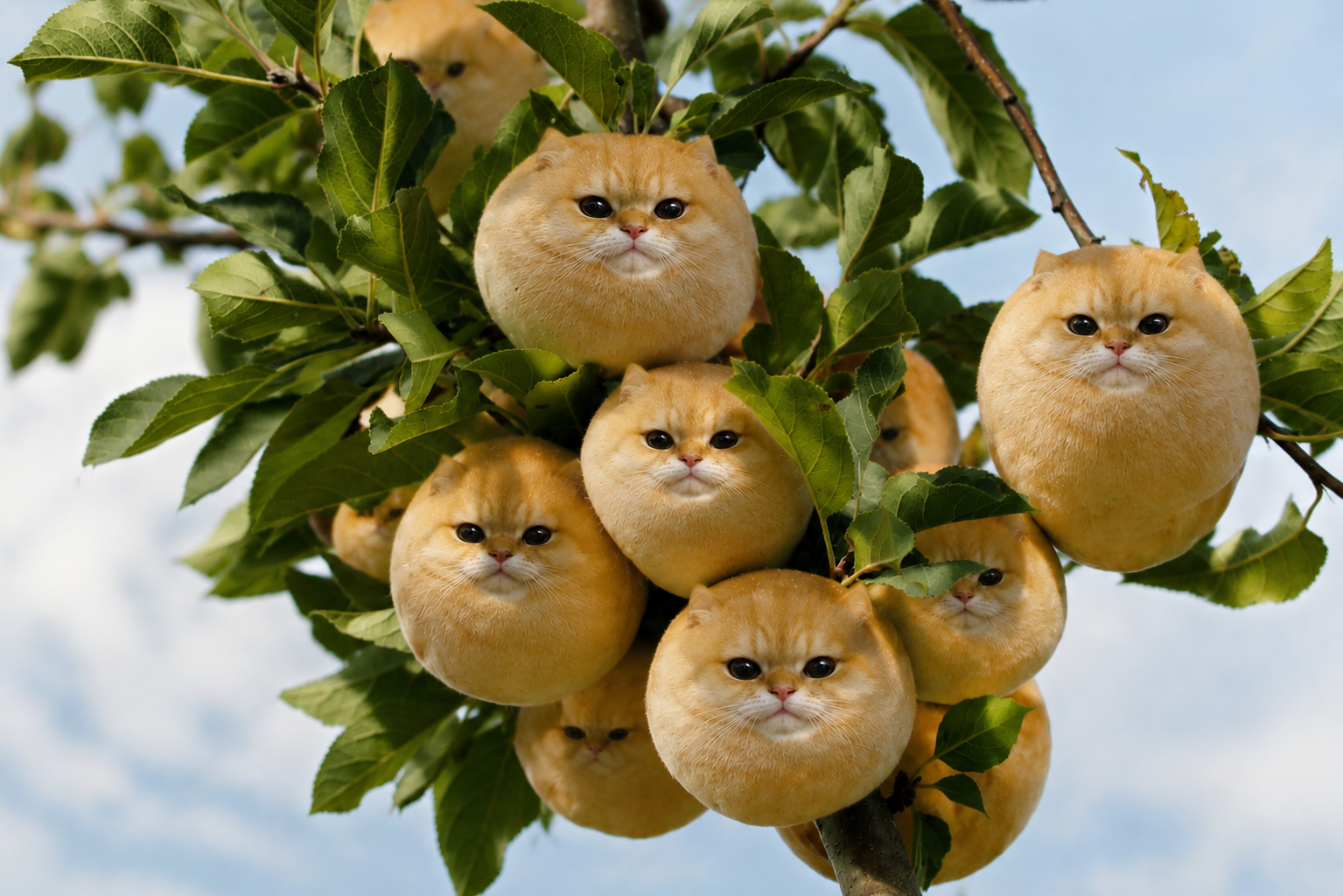 尚未被摘下的Orancatties Cache_-4fca79f5d1fe8098.png