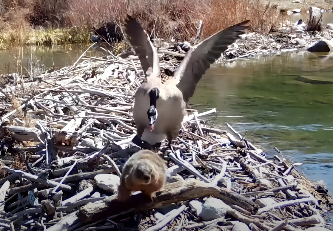 Canada_goose_confronting_beaver_on_beaver_dam_Bridger-Teton_2022.png