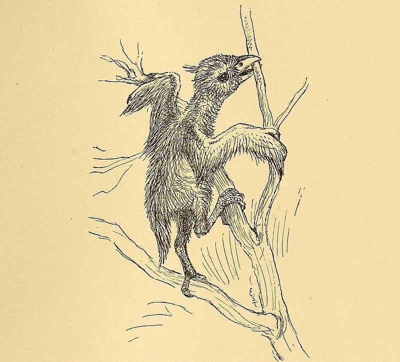 800px-Bird-life;_a_guide_to_the_study_of_our_common_birds_(1898)_(14752534971).jpg