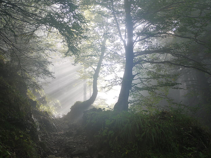 rise-morning-fog-sunbeam-preview.jpg