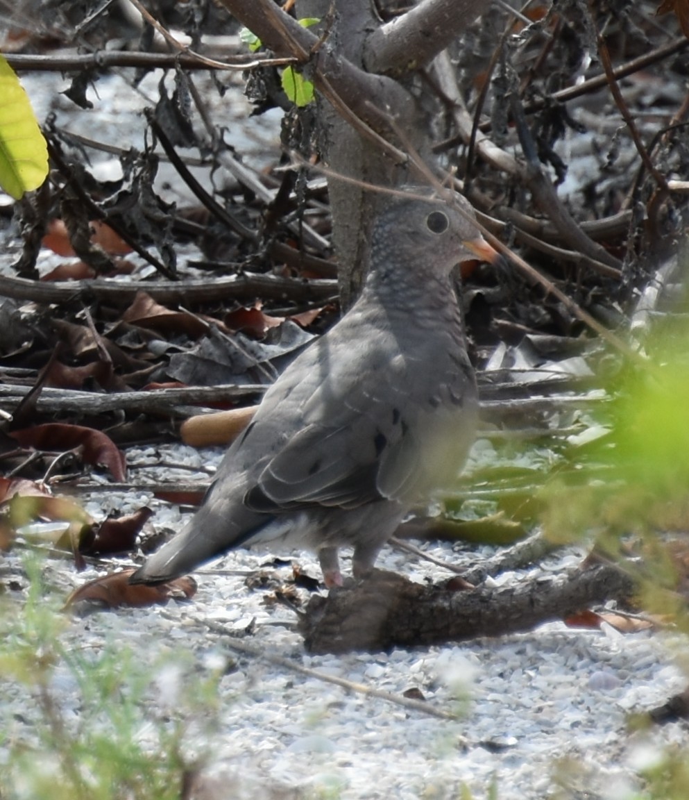 CommonGroundDove.JPG