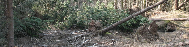 trees.png