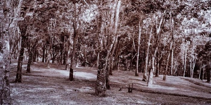 area-bidiksus.jpg