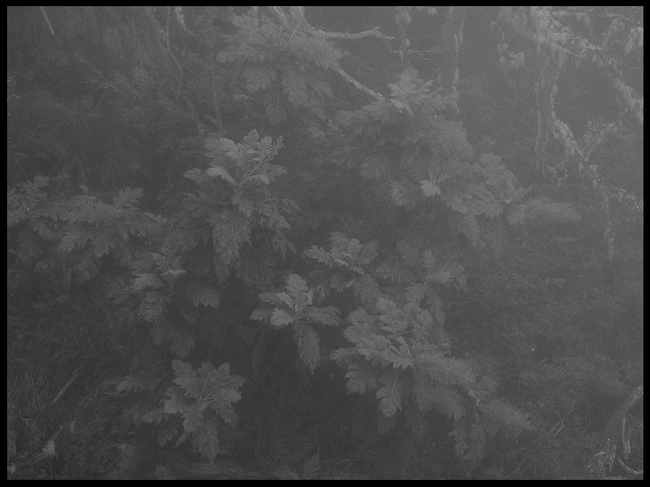 fog.png