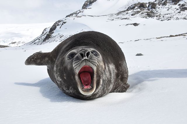 SCP-3213_Affected_Animal.jpg