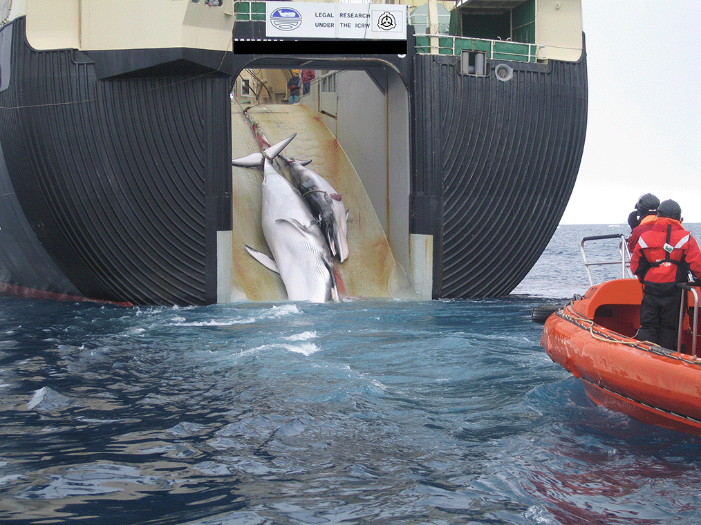 scpwhalehunting2