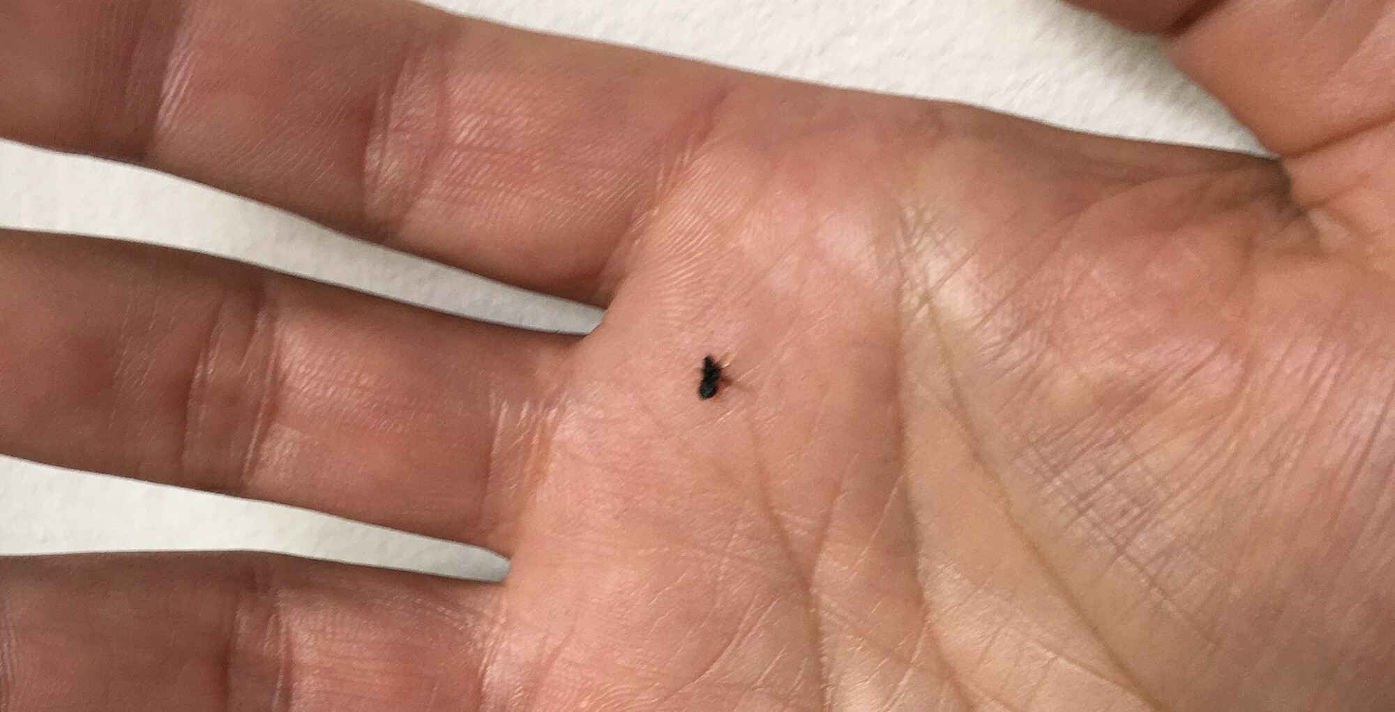 the_fly_is_dead1