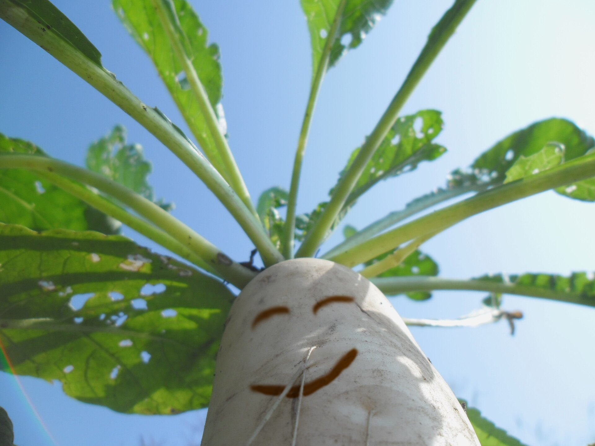 Chinese_Radish_2.png