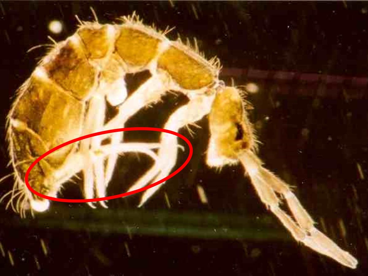 Isotoma_Habitus.jpg