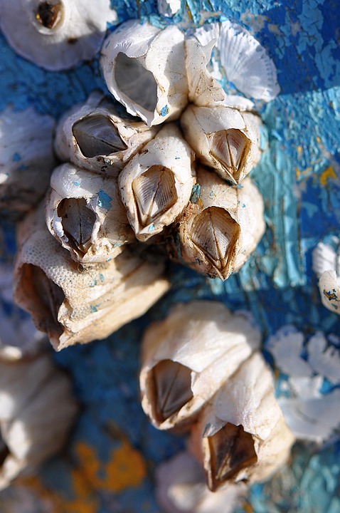 barnacles-2288800_960_720.jpg