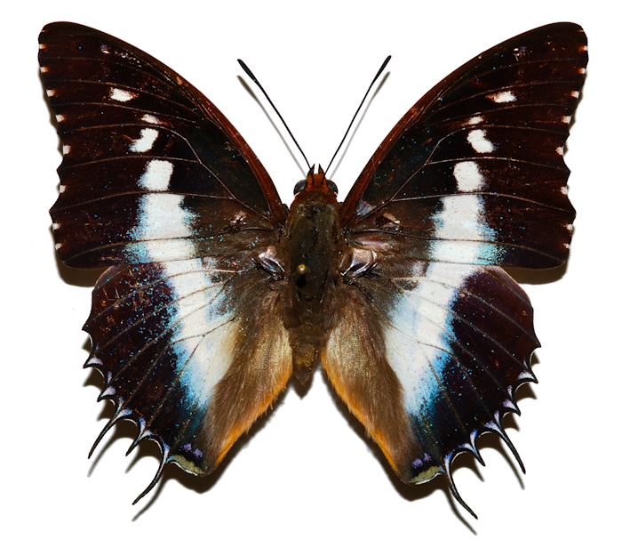 papillon.png