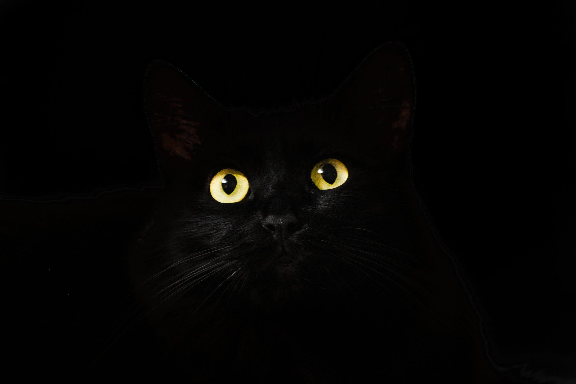 黑猫猫3