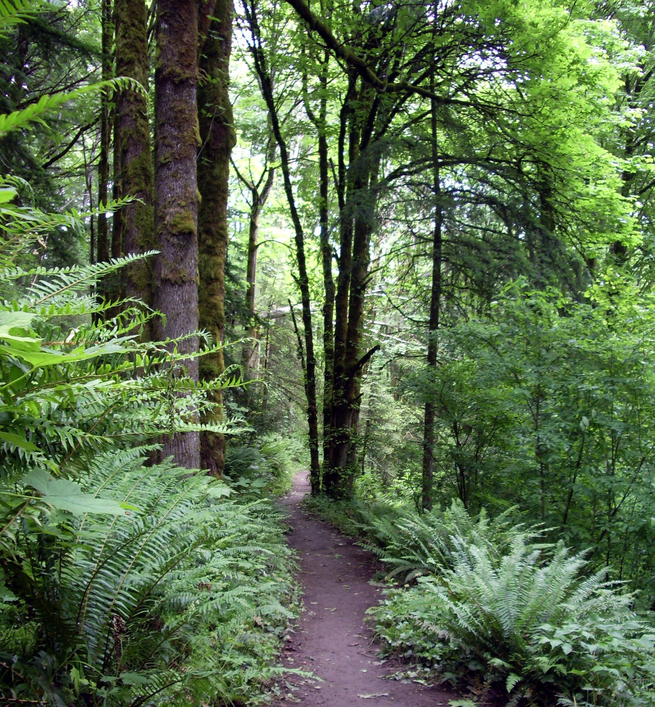 Forest_park_wildwood_trail_in_early_summer_P2860.jpeg